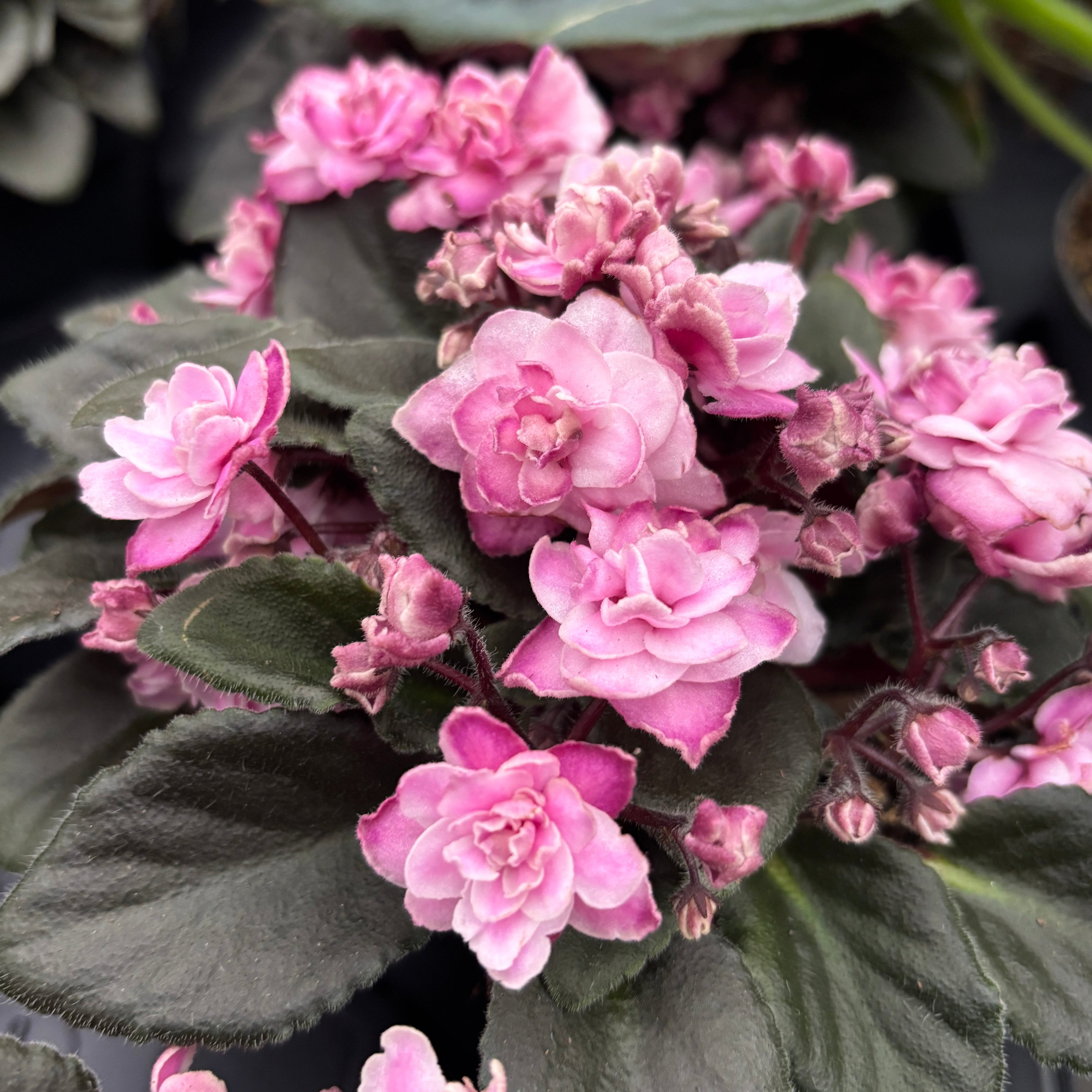 Saintpaulia Jolly Imp - violete speciale