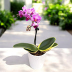 Phalaenopsis Sogo Vivien (feuilles panachées)