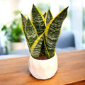 Sansevieria Trifasciata Futura Superba (limba soacrei) 2pp
