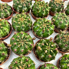 Gymnocalycium damsii (anisitsii)