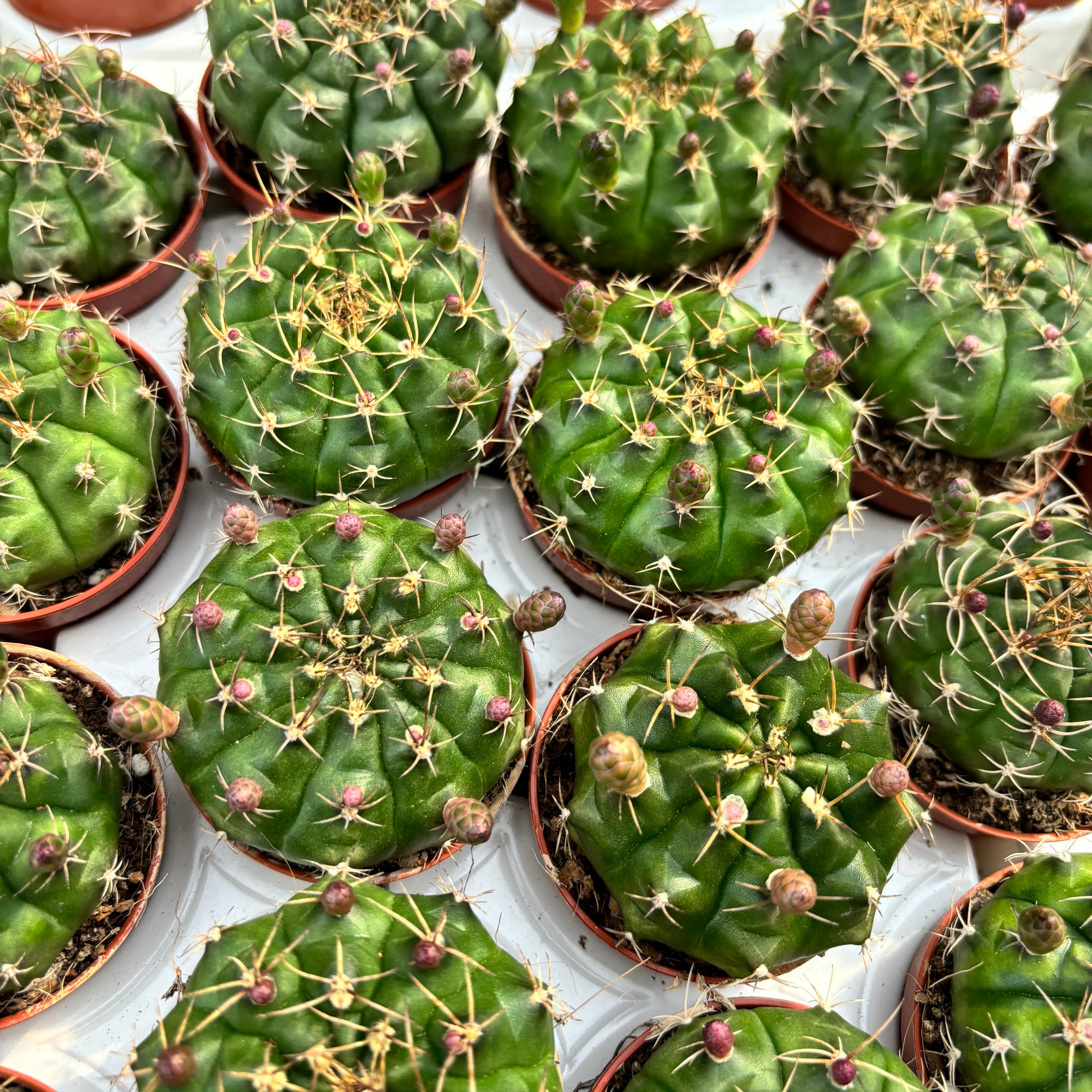 Gymnocalycium damsii (anisitsii)