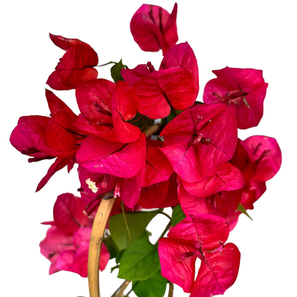 Bougainvillea 'Dania Red' (rosu-ciclam) - Floarea de hartie D12