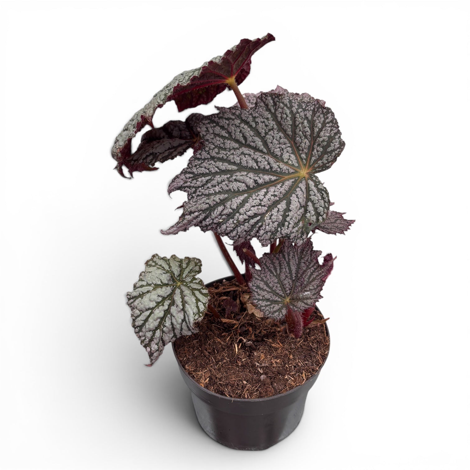 Begonia ‘Stirling Moon’ - begonie rara cu frunze argintii metalice