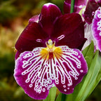 Miltoniopsis Breathless Brilliant * perfumada
