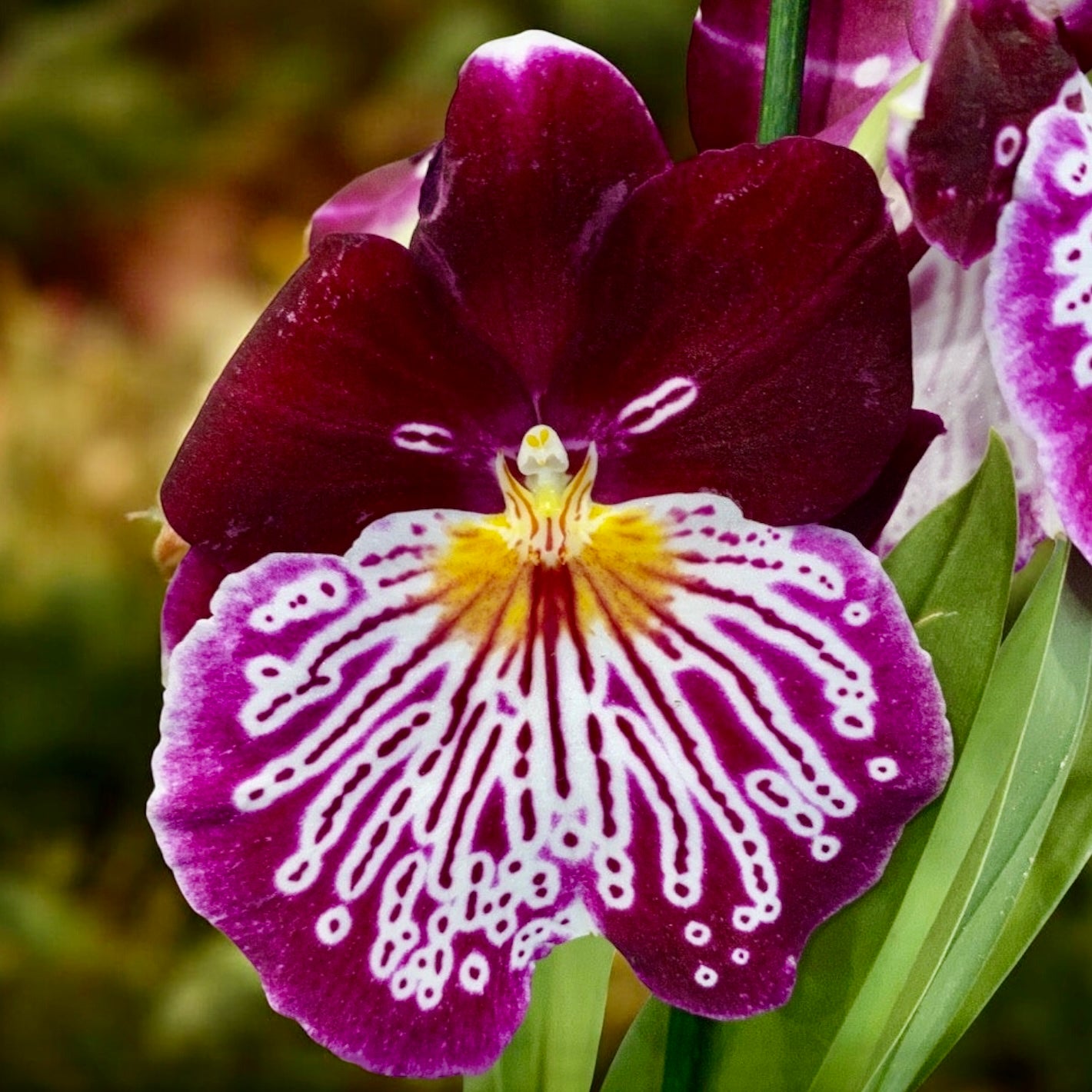 Miltoniopsis Breathless Brilliant * fragrant