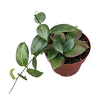 Hoya fitchii - full pots!