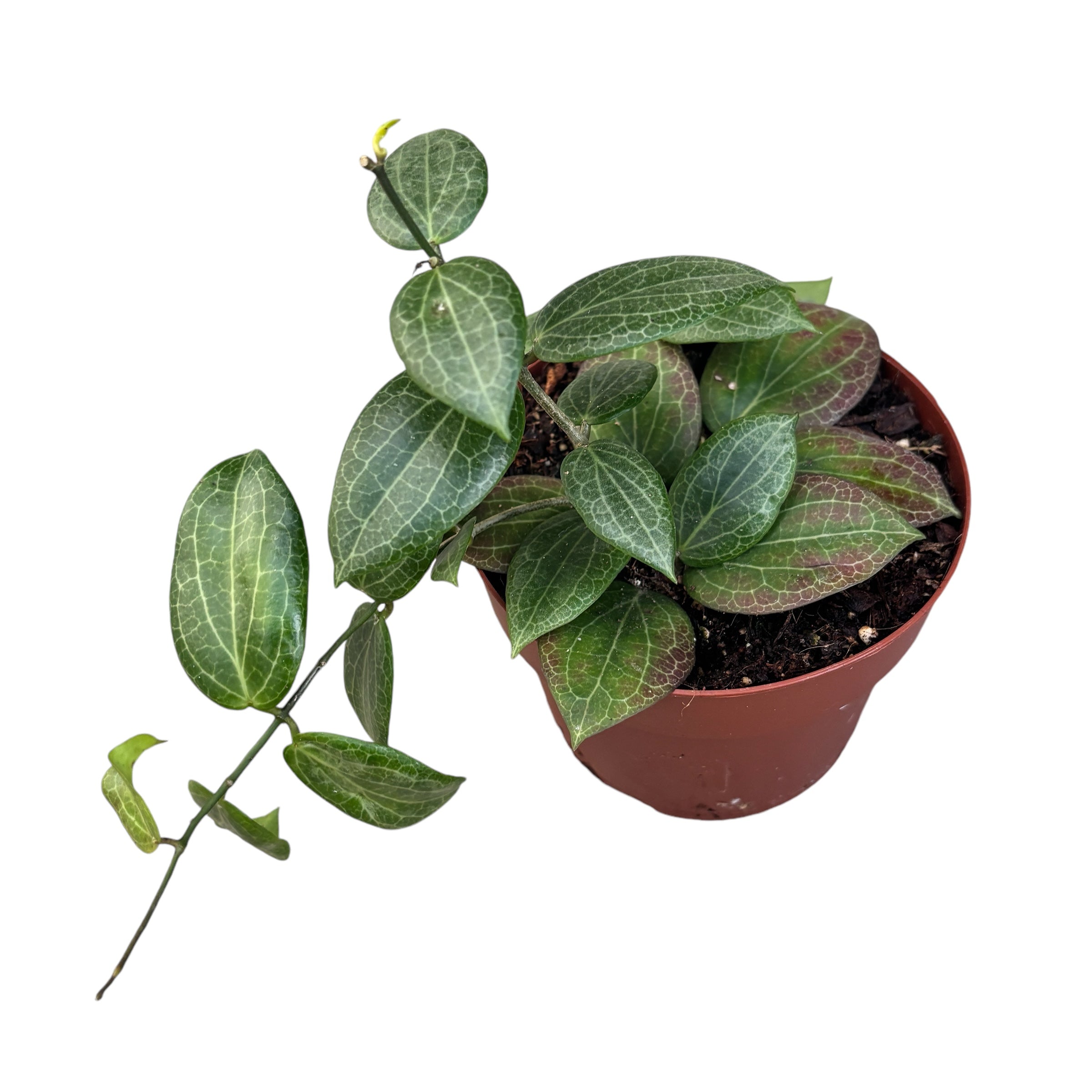 Hoya fitchii - full pots!