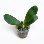 Phalaenopsis Jungo Candy - parfumat