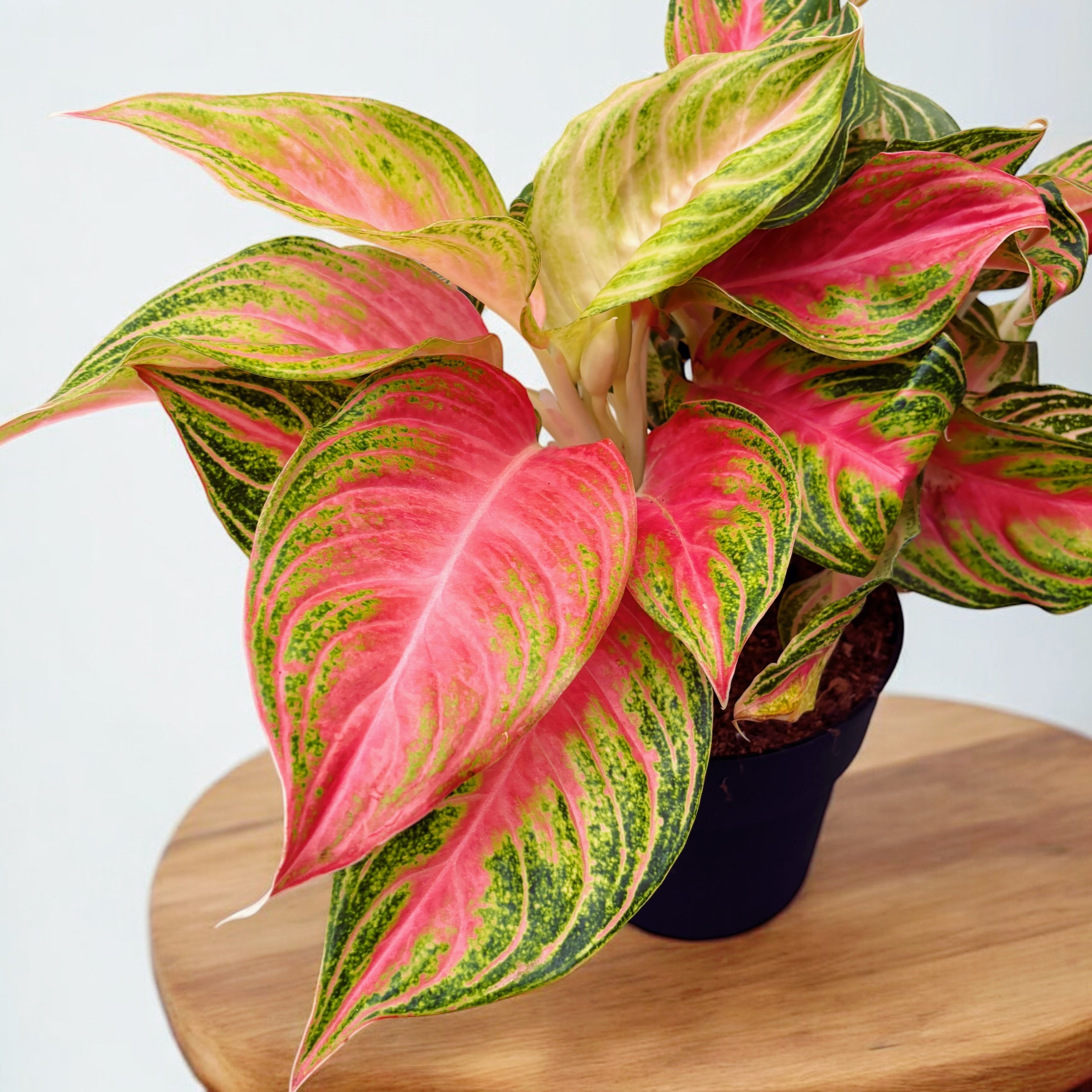 Aglaonema 'Pink Sunset’ - exemplare XL