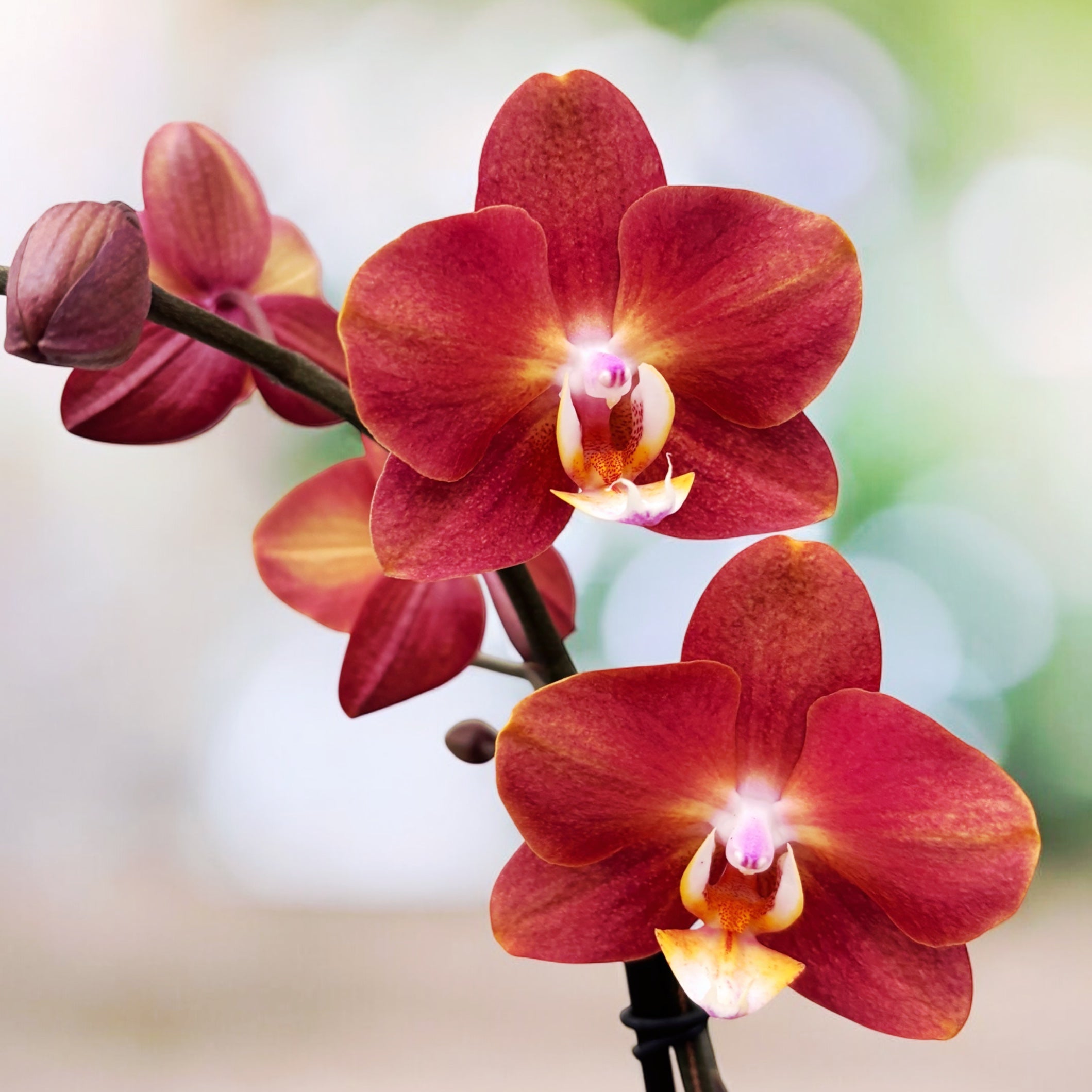 Phalaenopsis Horizon
