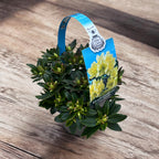 Azalee da giardino - Rhododendron impeditum 'Golden Wonder'