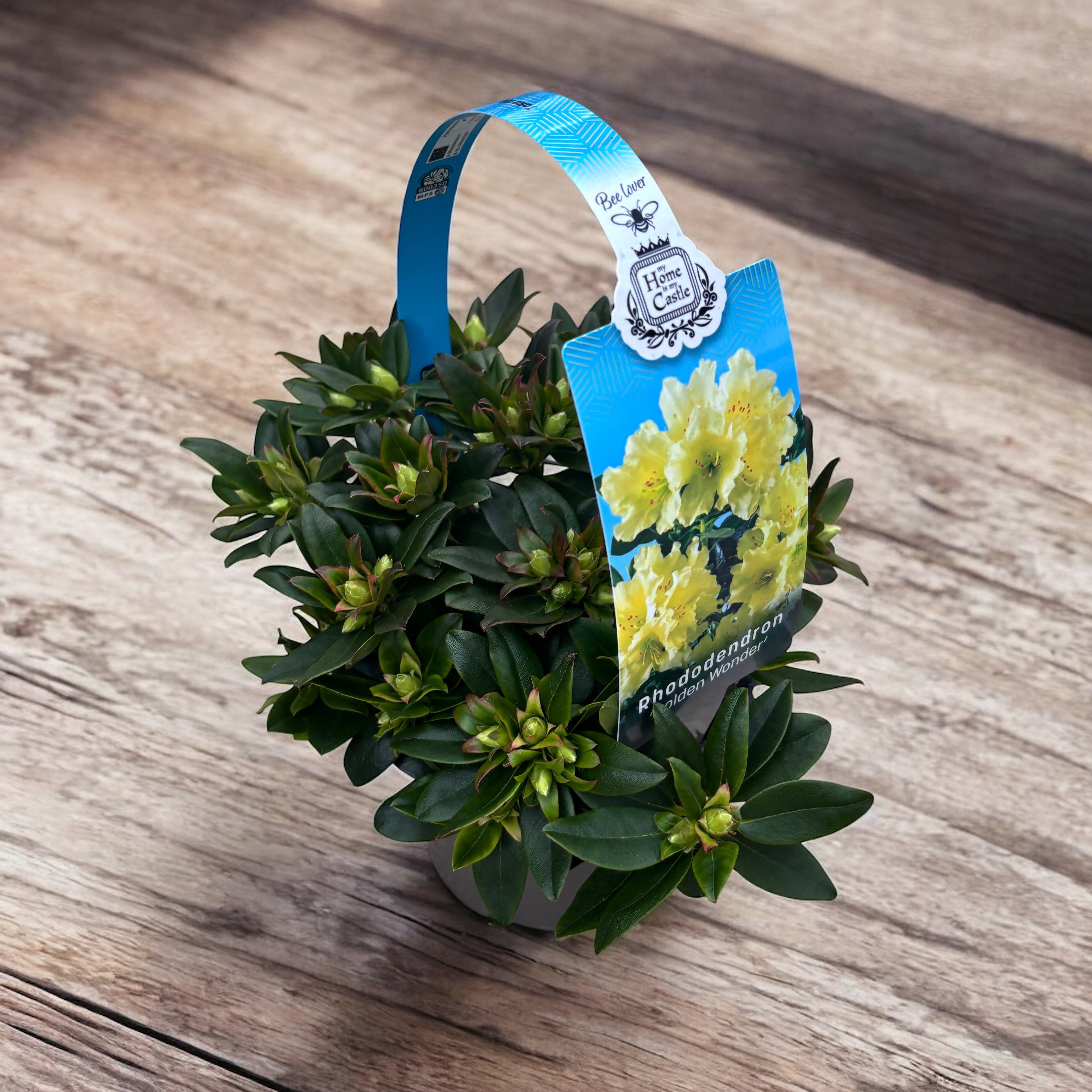 Zahradní azalka - Rhododendron impeditum 'Golden Wonder'