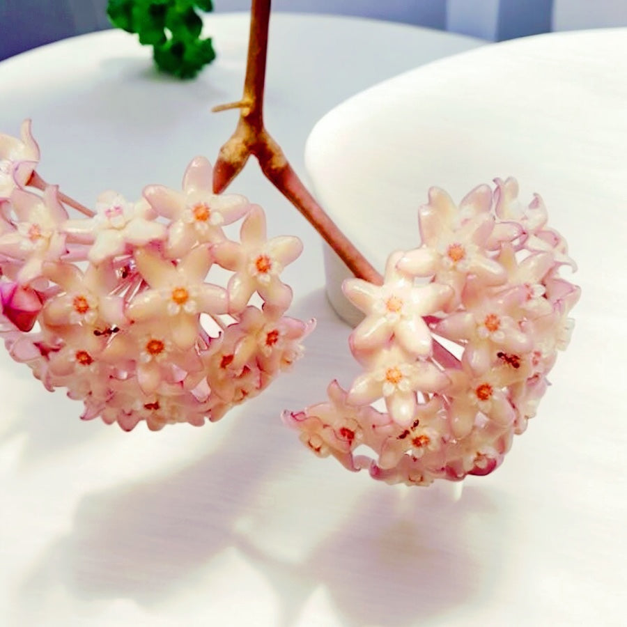 Hoya macrophylla 'Silver Splash'