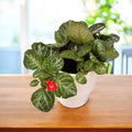 Episcia cupreata 'Minty'
