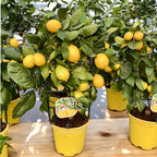 Lamai cserépben - Citrus limon 'Meyer' (Meyer citrom Lisa - Citrina) - karózott