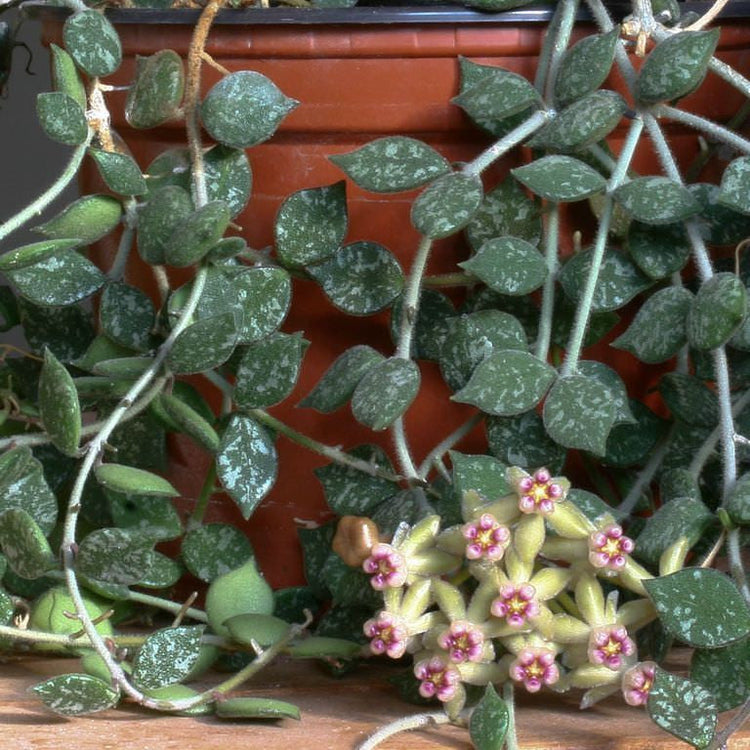 Hoya curtisii (Taiwan) - developed specimens – Floraria Secret Garden (SG)