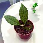 Hoya finlaysonii (Sarawak)