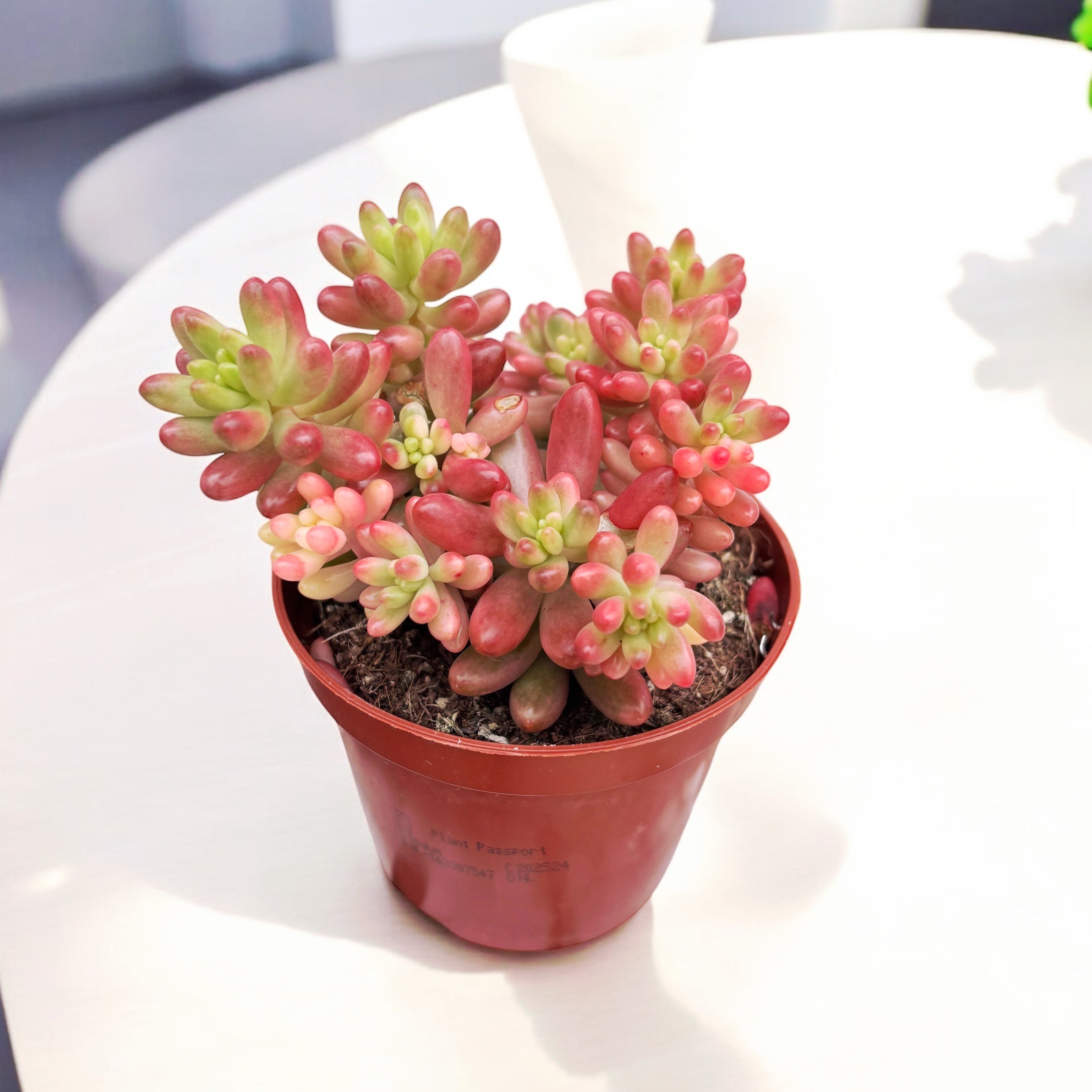 Sedum rubrotinctum ‘Aurora’ – Pink Jelly Bean, suculenta cu frunzis roz translucid