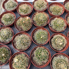 Escobaria missouriensis var. compacta – Missouri Foxtail Cactus, miniature frost-hardy cactus