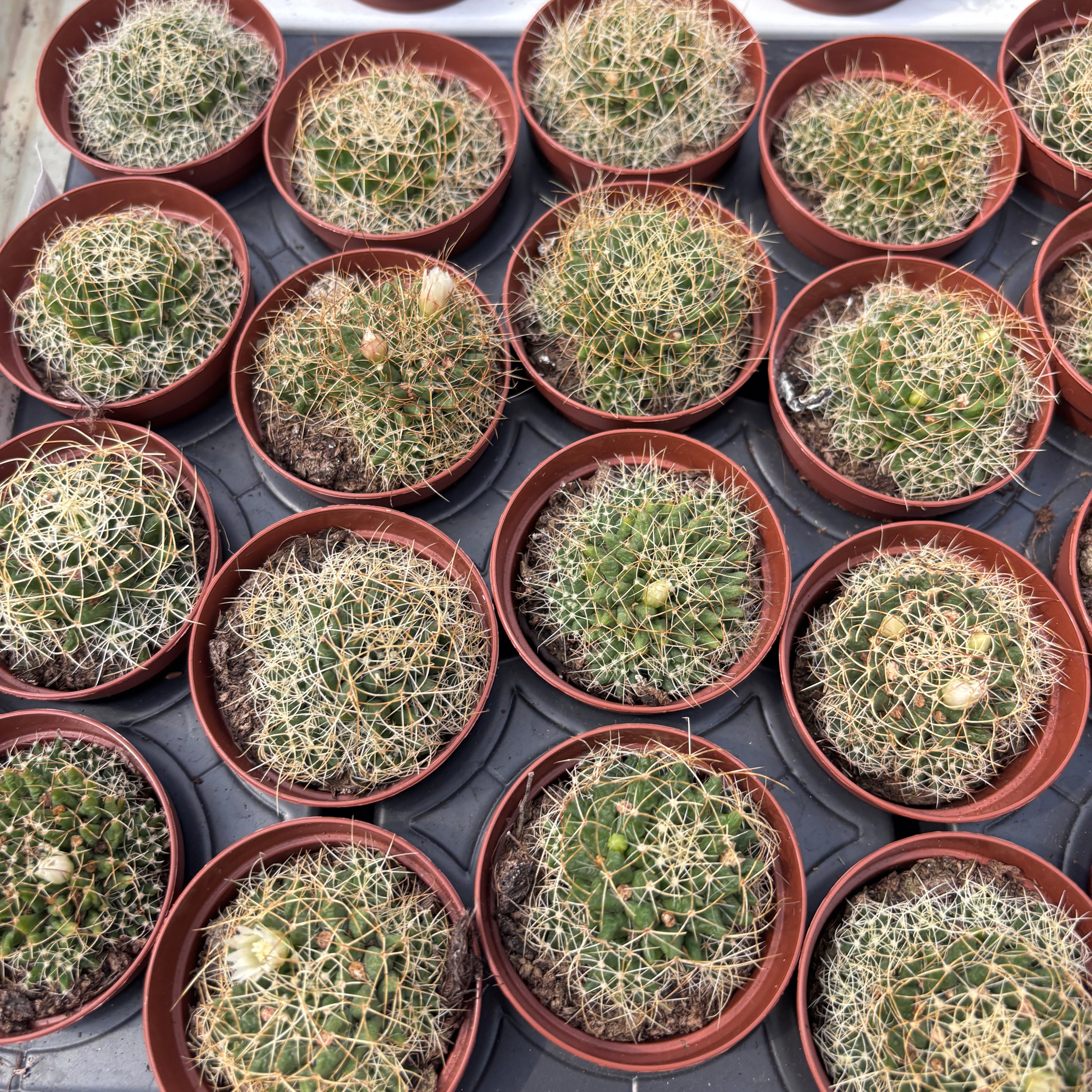 Escobaria missouriensis var. compacta – Missouri Foxtail Cactus, miniature frost-hardy cactus