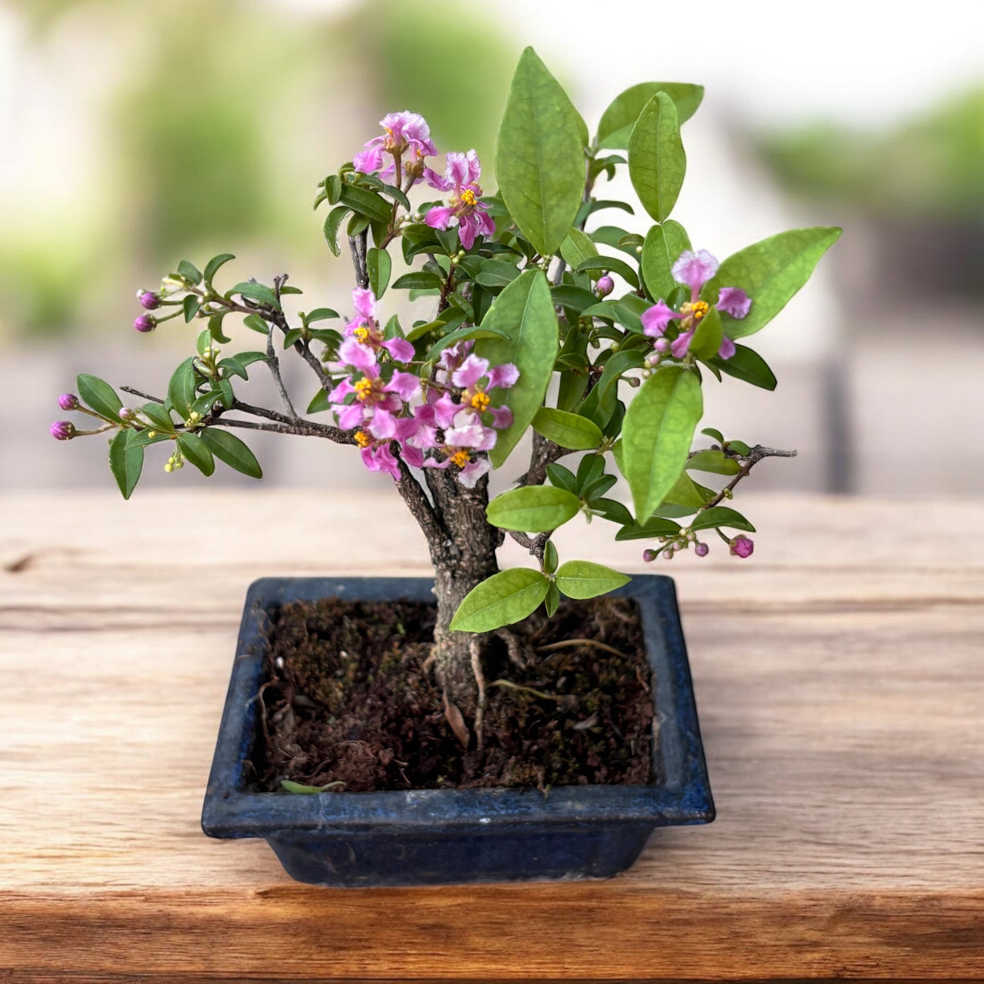 Malpighia Bonsai – tropical bonsai with glossy foliage and decorative red  fruits, ideal for indoors – Secret Garden Plant Shop