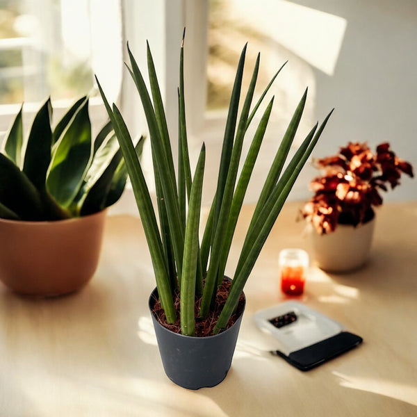 Zylindrische Sansevieria (Schlangenpflanze)