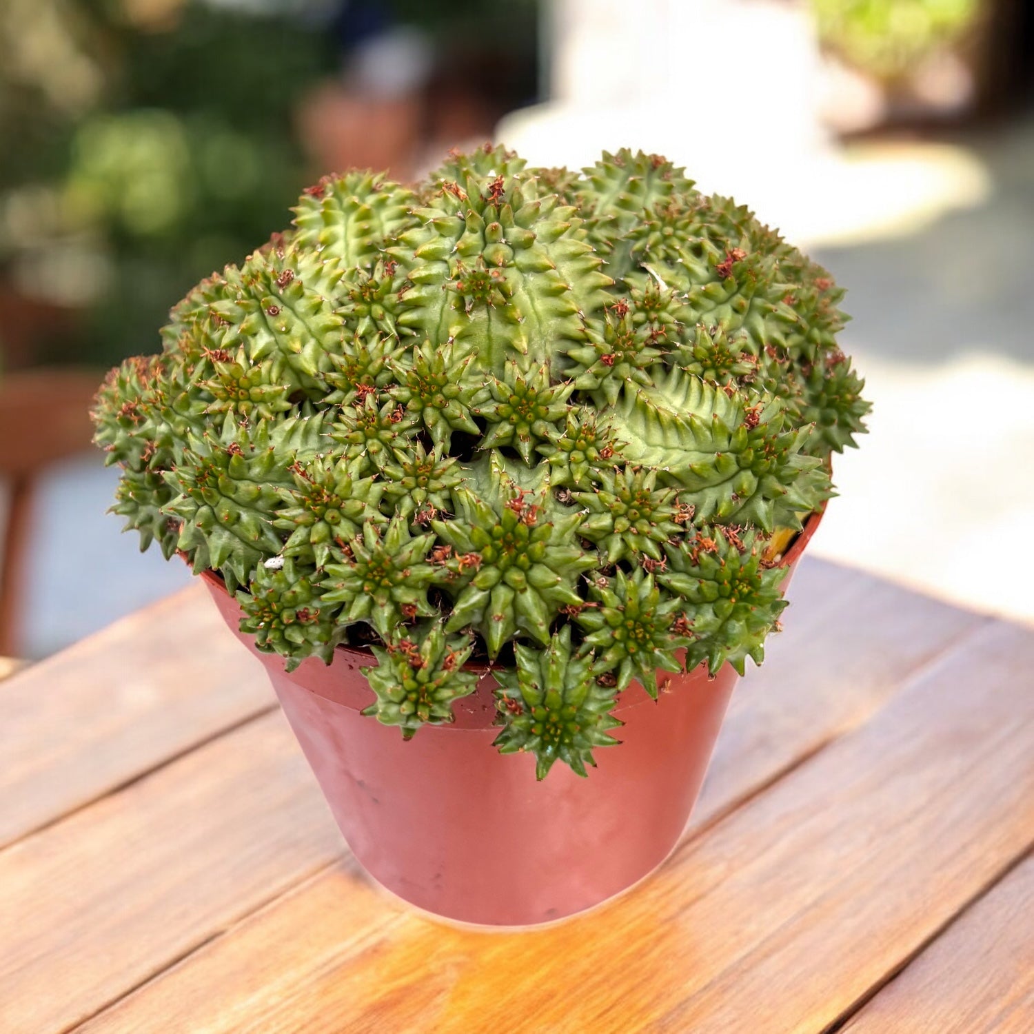 Euphorbia suzannae – Suzanne’s Spurge, euforbia miniaturala cu port globular