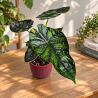 Alocasia 'Dragon Scale Mint'