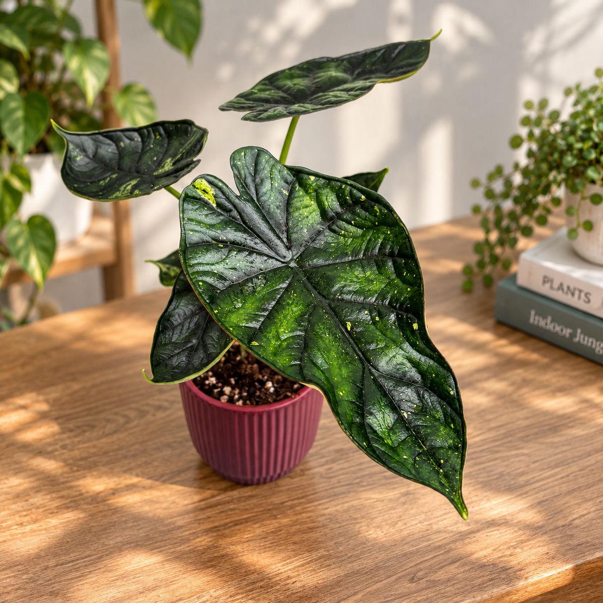 Alocasia 'Dragon Scale Mint'
