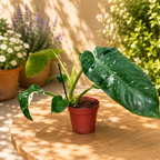 Philodendron Jose Buono 'Constellation' (Splash variegation)