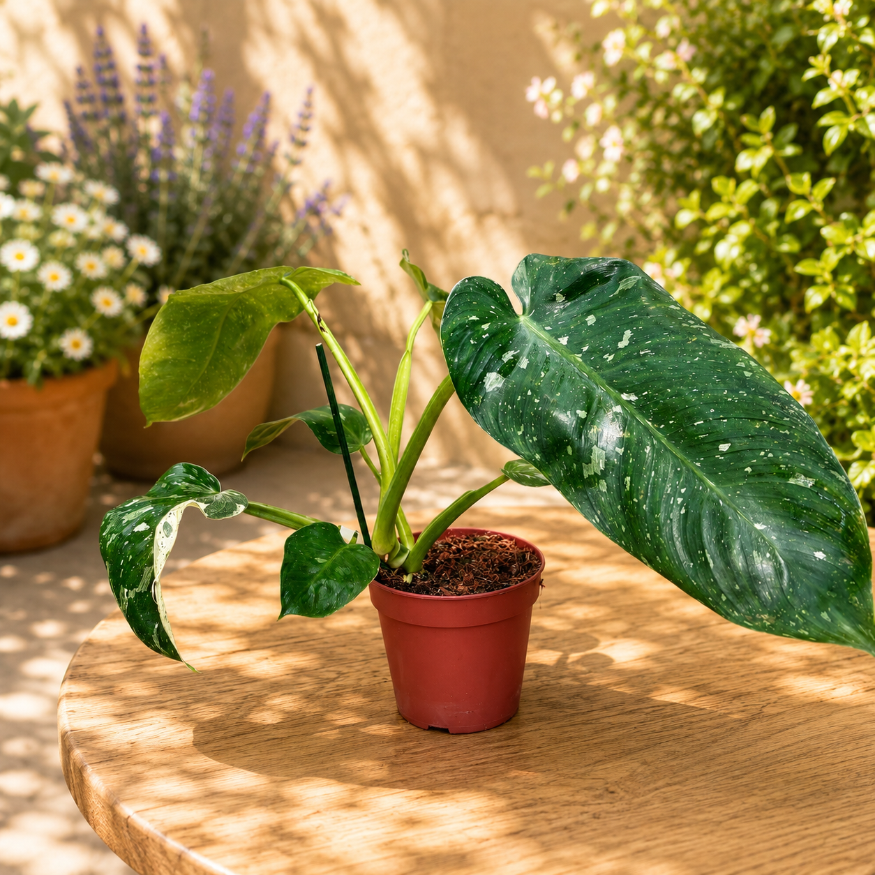 Philodendron Jose Buono 'Constellation' (Splash variegation)