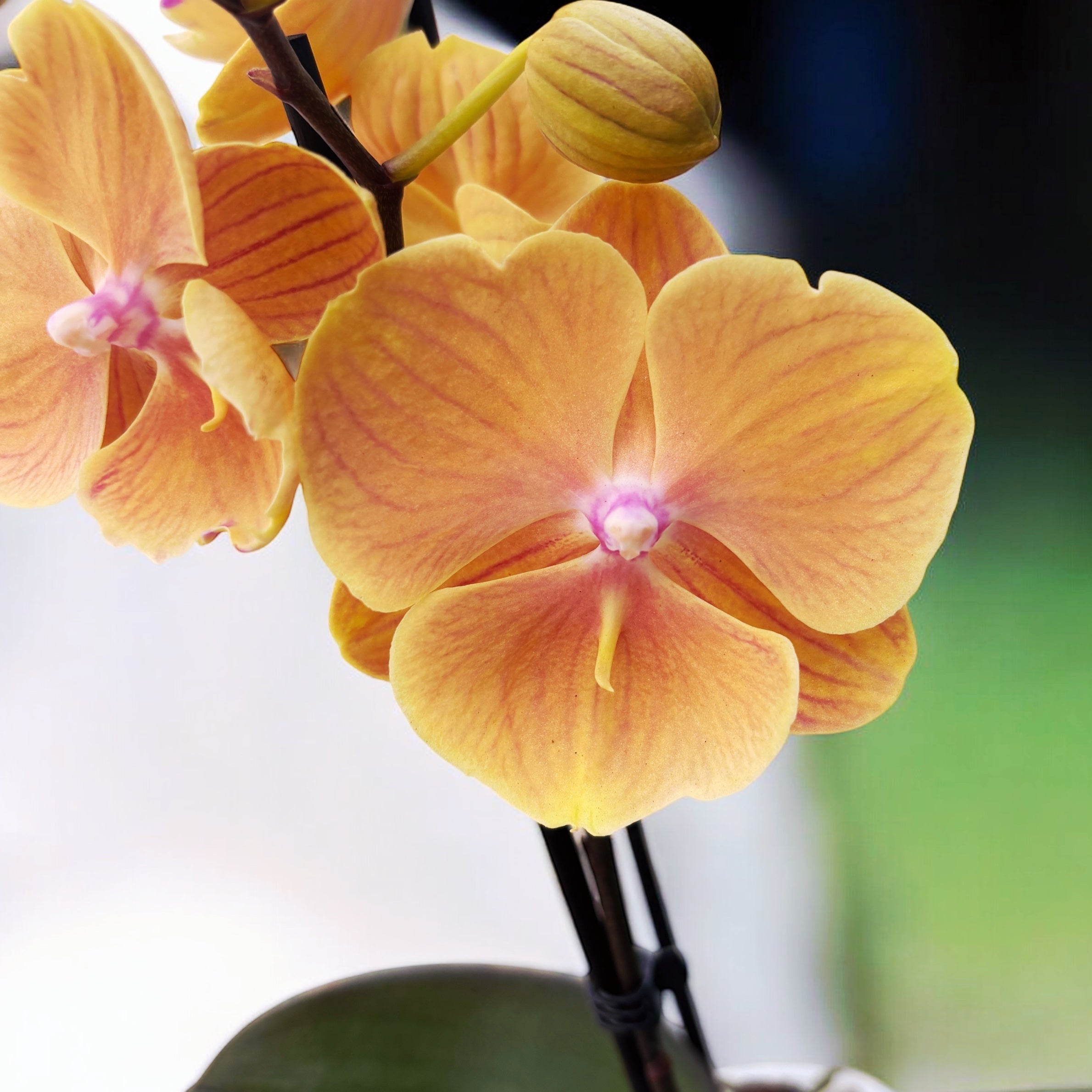 Phalaenopsis Charming Sunset grande labbro