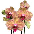 Phalaenopsis Kaleidoscoop