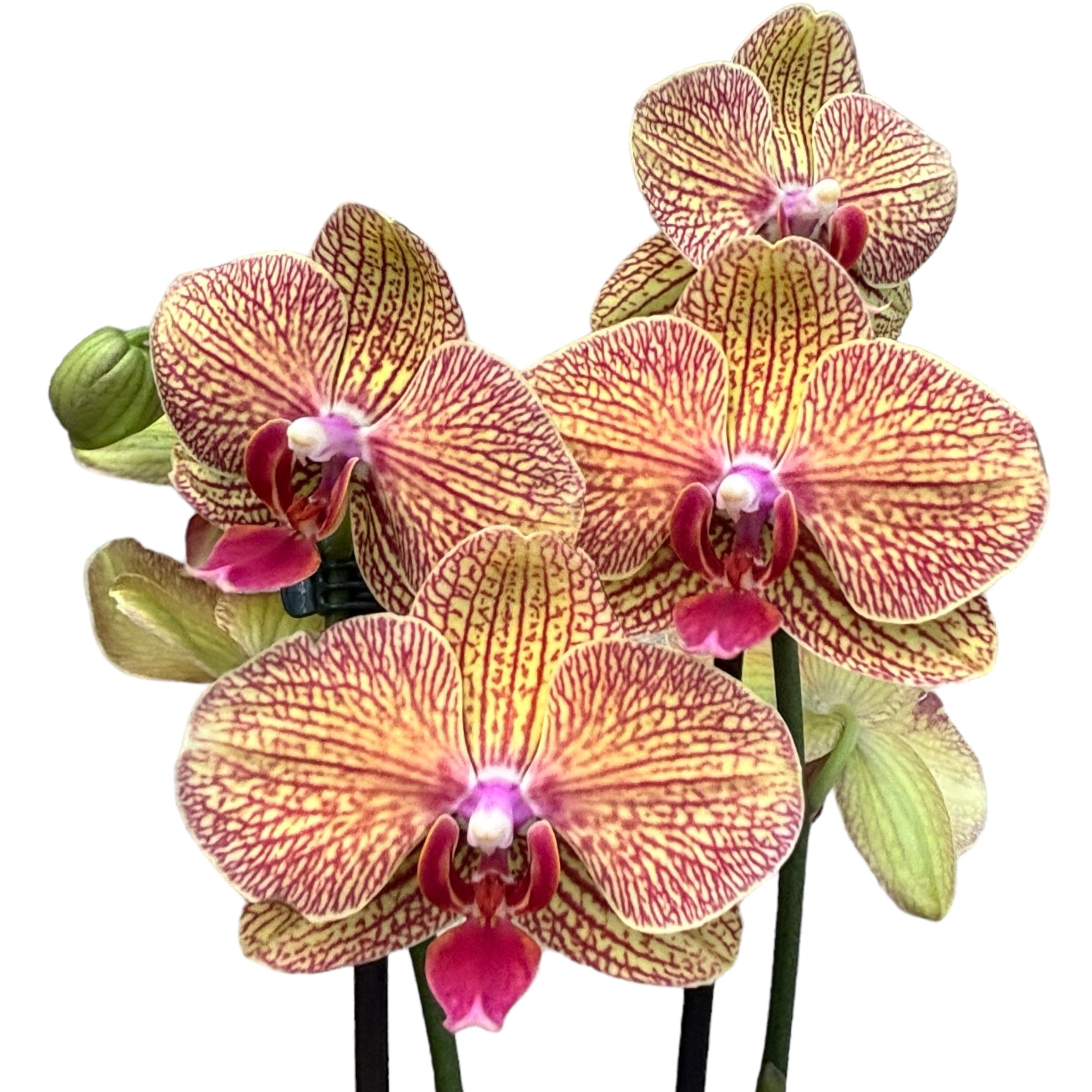 Phalaenopsis Kaleidoscope