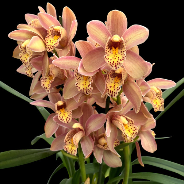 Cymbidium Wilhelmina