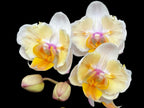 Phalaenopsis Miki Good Idea (peloric - butterfly)