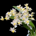 Oncidium Twinkle Pearl (flori intens parfumate)