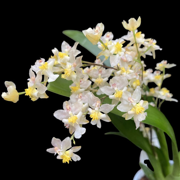 Oncidium Twinkle Pearl (intensely scented flowers)