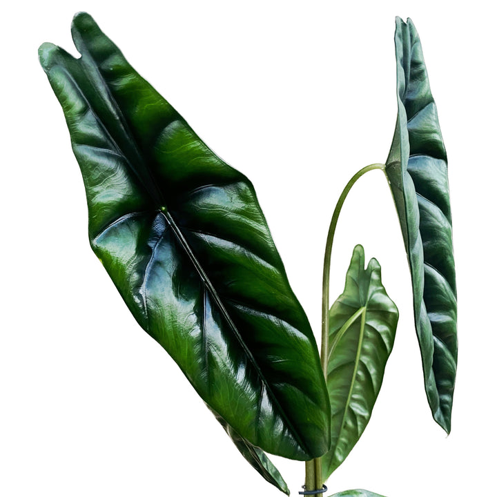 Alocasia venusta