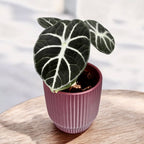 Alocasia reginula 'Ninja'