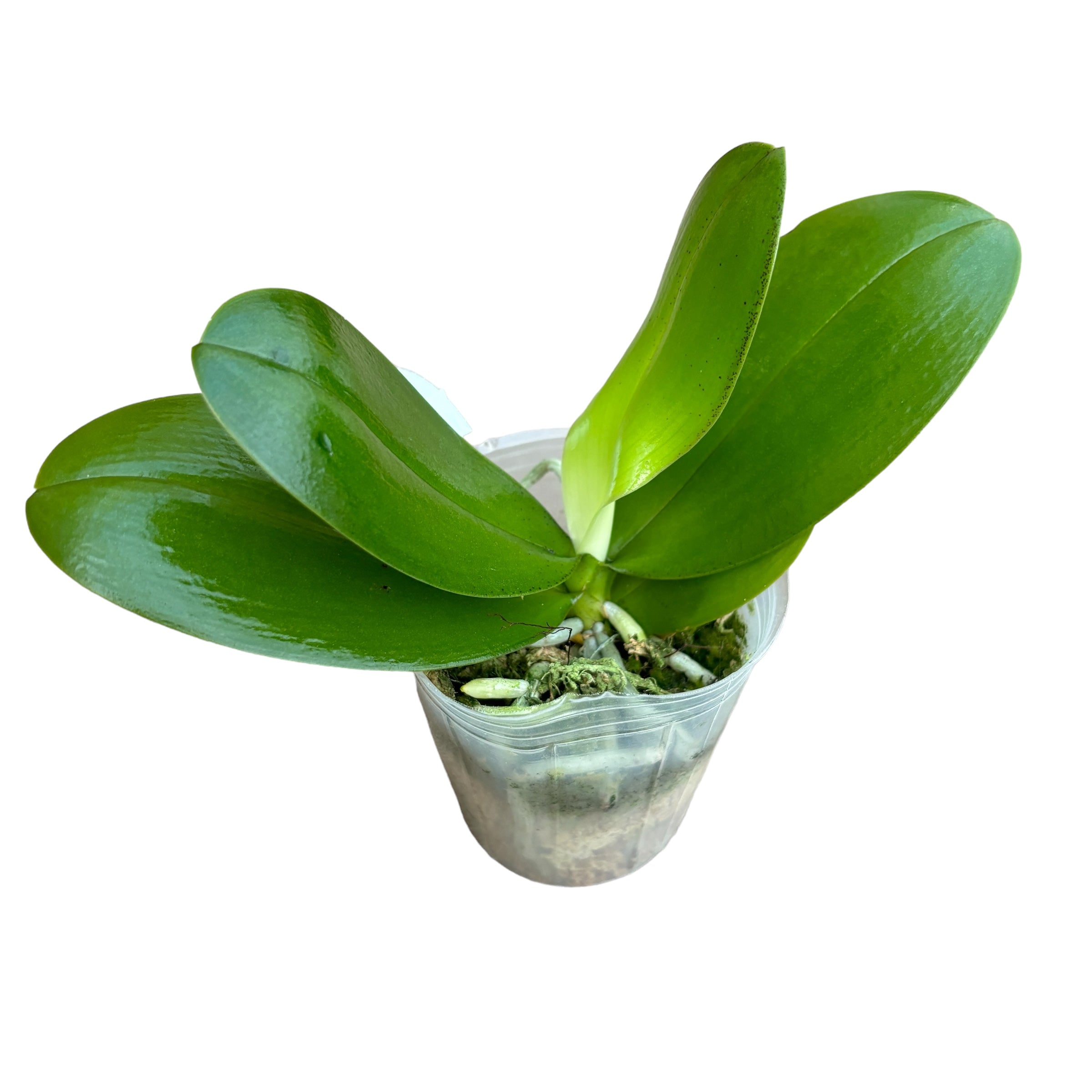 Phalaenopsis Chiada Sherry - flori parfumate