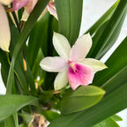 Miltonia Honolulu Dark Lip (regnelii) - kifejlett példányok