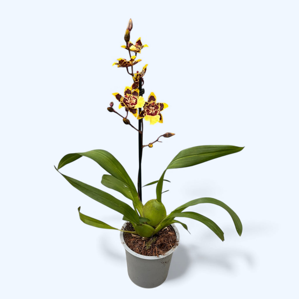 Colmanara Wildcat sárga pillangó