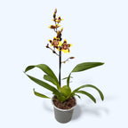 Colmanara Wildcat Gele Vlinder