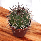 Melocactus matanzanus