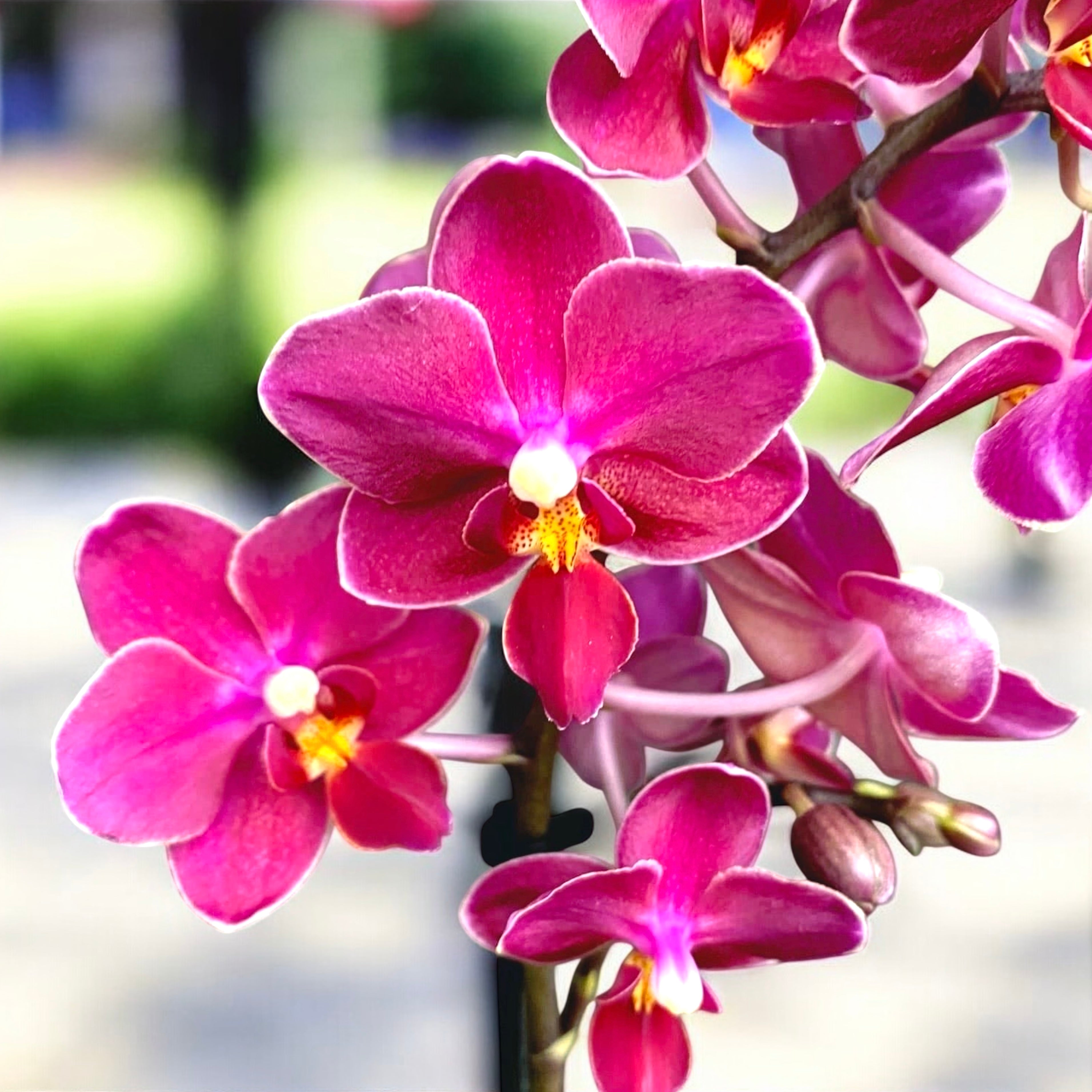 Phalaenopsis Aromio Fruity (Sogo Perfume) - flori intens parfumate