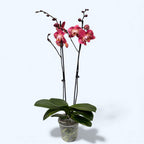 Phalaenopsis Leco Fantastic (variation)