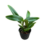 Cattleya Cherry Bee ‘Happy Field’ parfumata