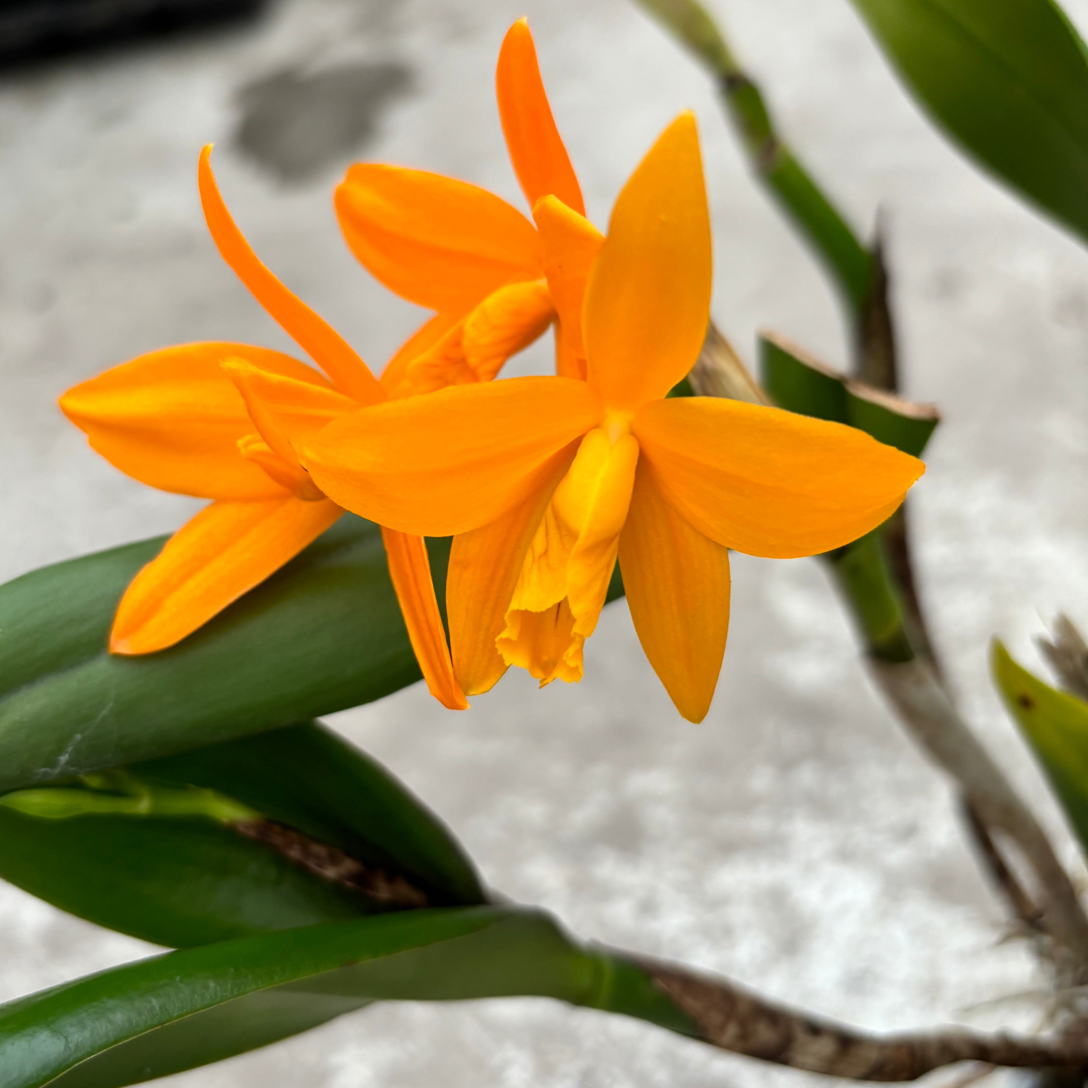 Cattleya arancione #01