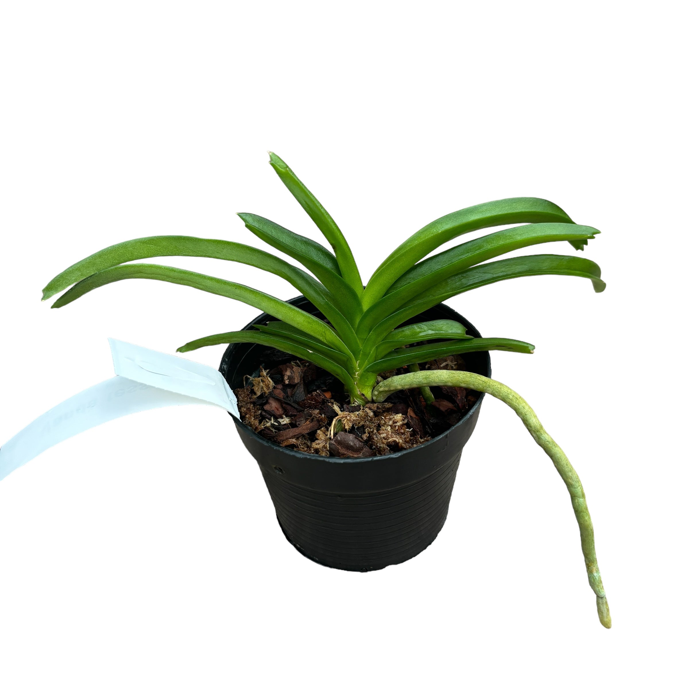 Vanda tessellata - duftende Blumen